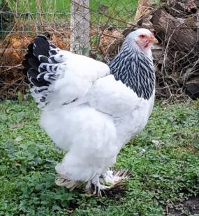 Poule Brahma herminée blanche et noire, race standard