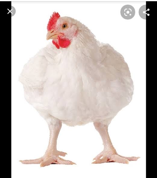 Poulet de chair blanc